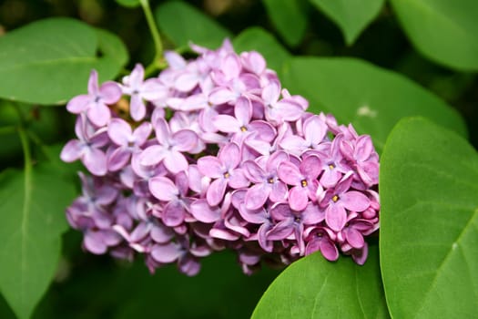 closeup of a beautiful purple lilac