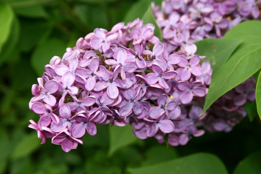 closeup of a beautiful purple lilac