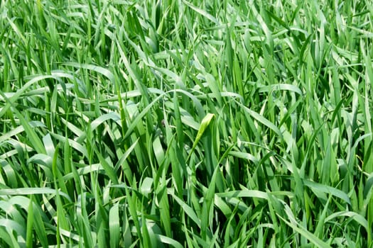 image of young corn field