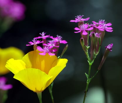 Yellow California poppies growing with small pink wildflowers.