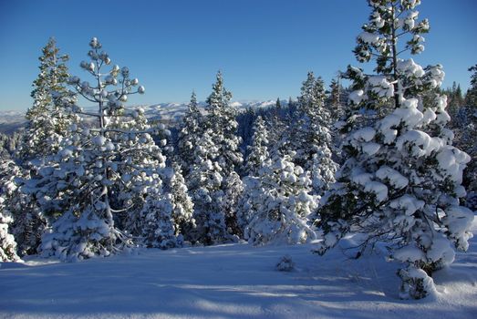 Trees covered in fresh snow looking towards the Sierra Crystal Range