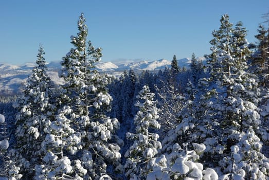 Trees covered in fresh snow looking towards the Sierra Crystal Range