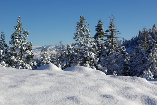 Trees covered in fresh snow looking towards the Sierra Crystal Range