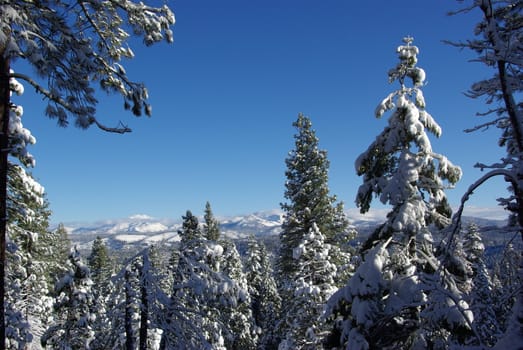 Trees covered in fresh snow looking towards the Sierra Crystal Range