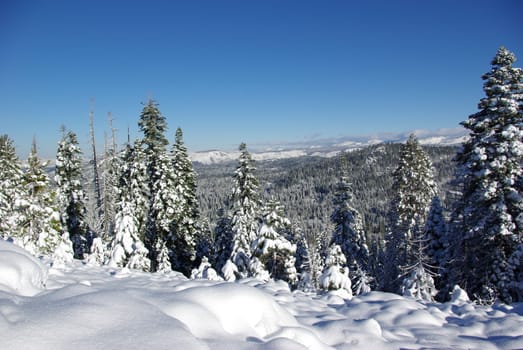 Trees covered in fresh snow looking towards the Sierra Crystal Range