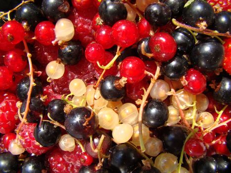 Mix of fruits: currants