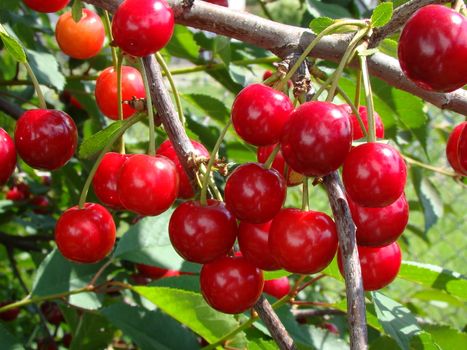 Red cherry on tree in garden