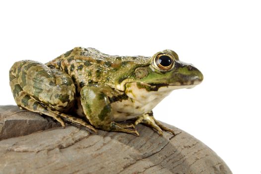 The marsh frog closely looking at the photographer.