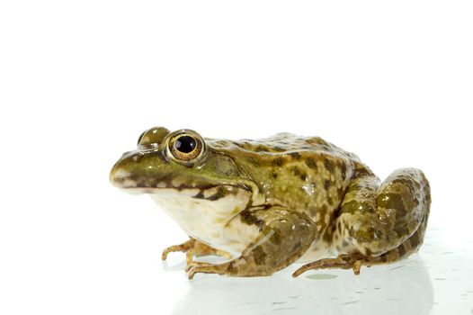 The marsh frog closely looking at the photographer.