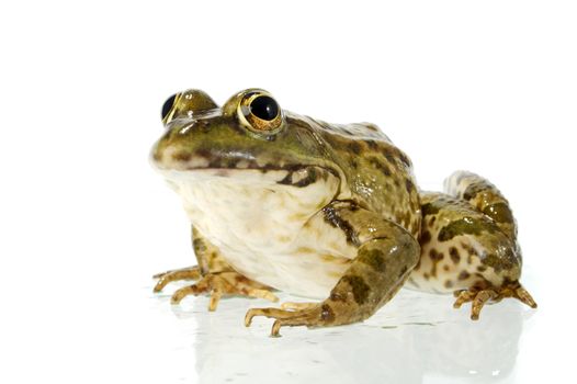 The marsh frog closely looking at the photographer.