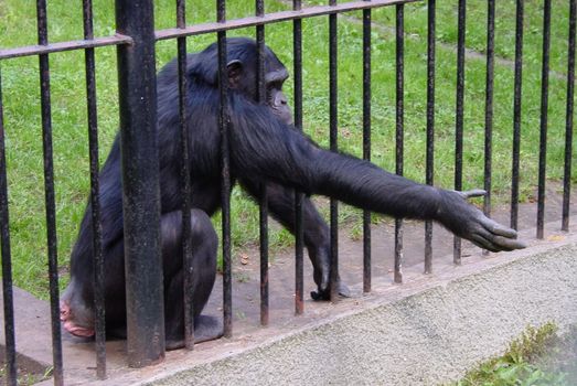 Monkey begs for food in zoo