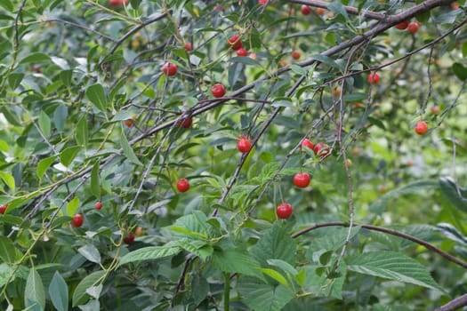 green-leafed branch of a cherry tree with cherries on it