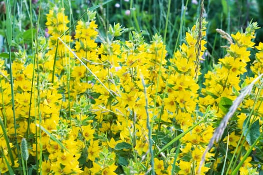 lots of bright wild yellow summer flowers