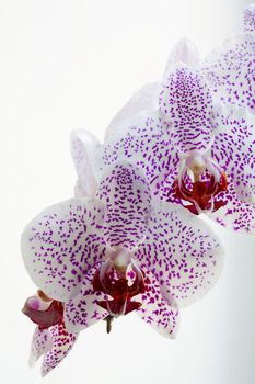 Flower series: flower of orchid over whitebackground