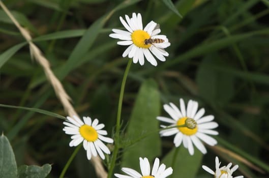 Camomile flowers on a summer meadow with bug on one of them