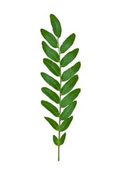 Isolated macro green tree leaf