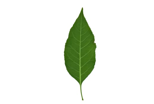 Isolated macro green tree leaf