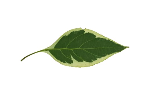 Isolated macro green tree leaf