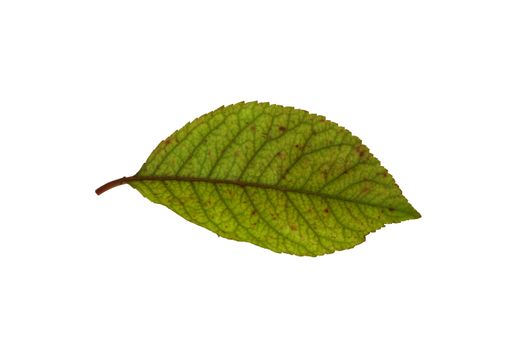 Isolated macro green tree leaf