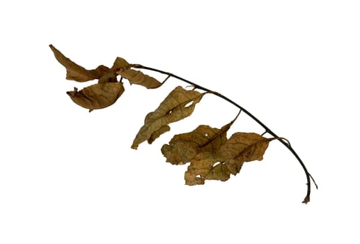 Isolated macro dead tree leaves