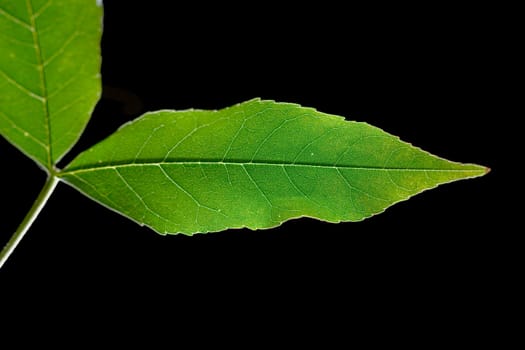 Isolated macro green tree leaf