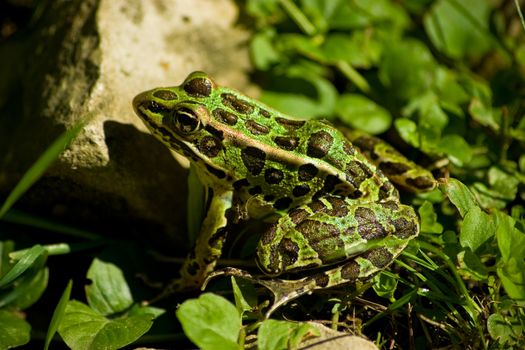 Calm green frog sitting on the ground