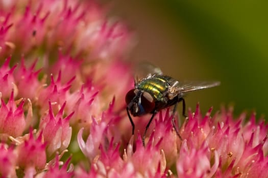 Small ordinary house fly sitting on a leaf