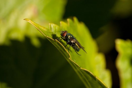 Small ordinary house fly sitting on a leaf