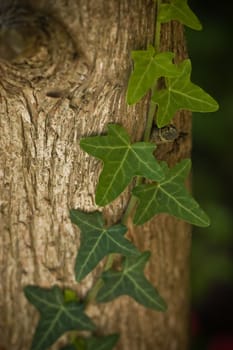 An ivy plant growing up the side of a tree