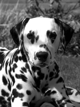 Dalmatian pup in black and white.