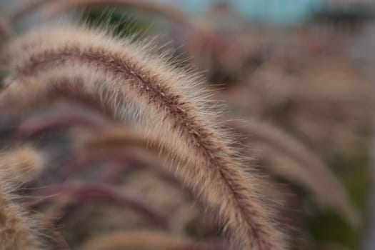 A strange fuzzy plant