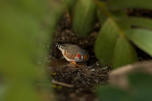 A cute small bird playing at the aviary
