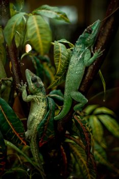 Pair of lizards relaxing