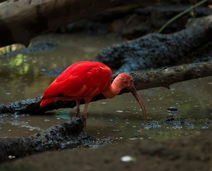 A cute medium size bird playing at the aviary