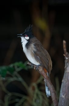 A cute small bird playing at the aviary