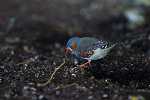 A cute small bird playing at the aviary