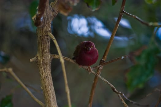 A cute small bird playing at the aviary
