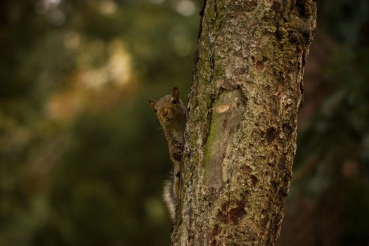 Photo of a cute squirrel taken at a park near my house.