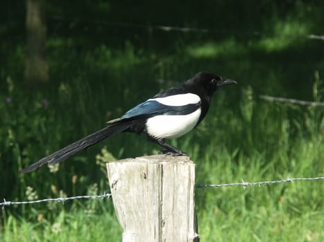 A magpie sitting on a post.