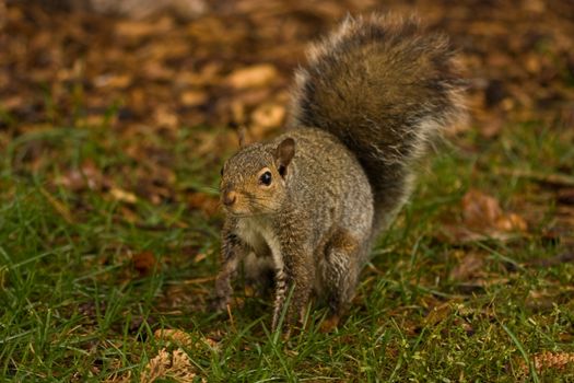 Photo of a cute squirrel taken at a park near my house.