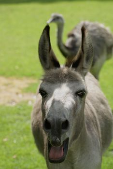 A donkey with mouth wide open.