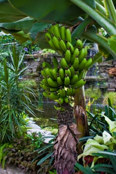 Fruit growing on the branch