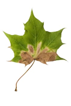 Isolated macro tree leaf