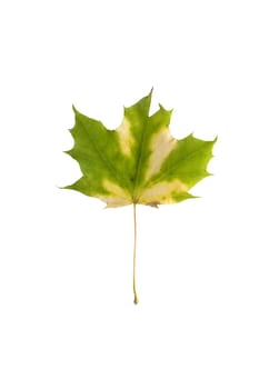 Isolated macro tree leaf