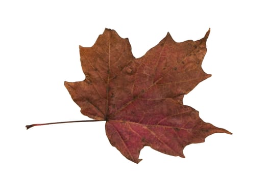 Isolated macro tree leaf