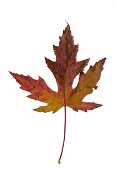 Isolated macro tree leaf