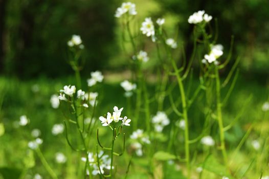 White wildflower over green grass
