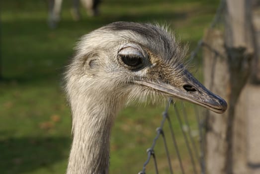 Close up of an ostrich.