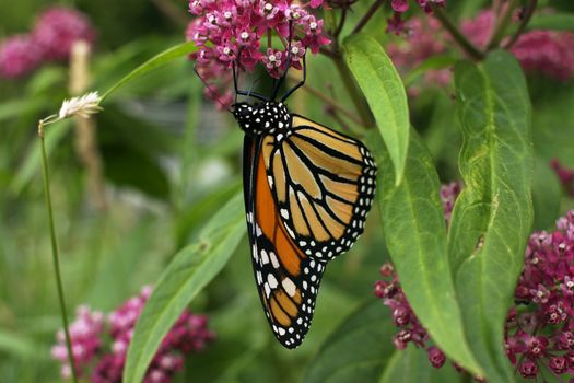Monarch Butterfly resting upside down on a flower