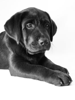 black puppy dog on a white background